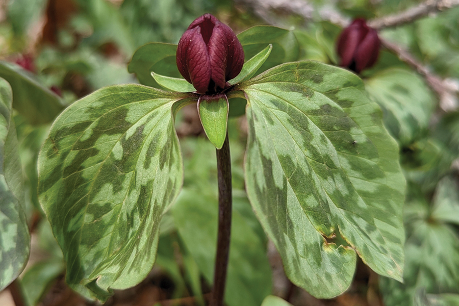 prairie trillium by RandyRasa